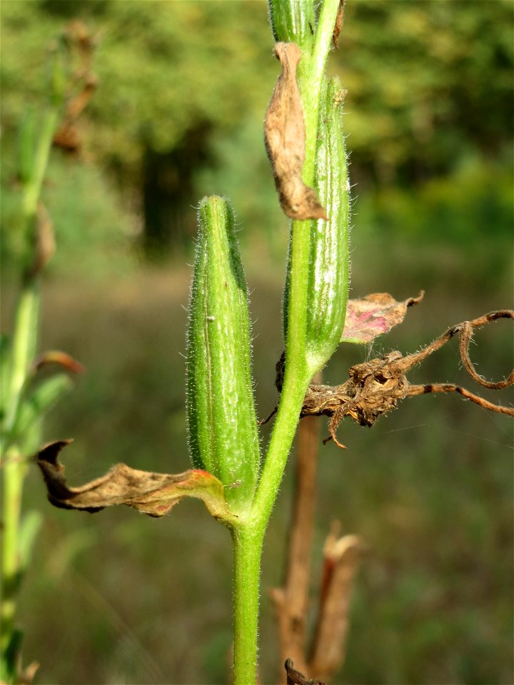 Gemeine Nachtkerze (Oenothera biennis) im Schwetzinger Hardt