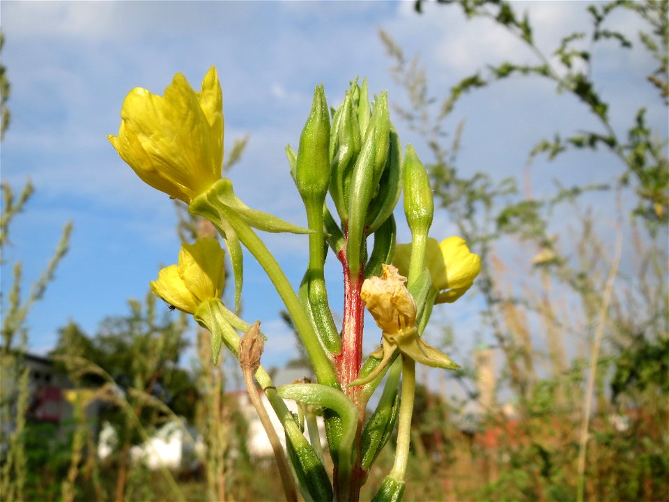 Gemeine Nachtkerze (Oenothera biennis) auf einer Ruderalfläche am Messplatz Hockenheim