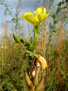 Gemeine Nachtkerze (Oenothera biennis) auf einer Ruderalfläche am Messplatz Hockenheim