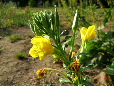 Gemeine Nachtkerze (Oenothera biennis) am Staden in Saarbrücken - nach der Fällung einer Trauerbuche hat sich hier eine kleine Ruderalfläche ausgebildet