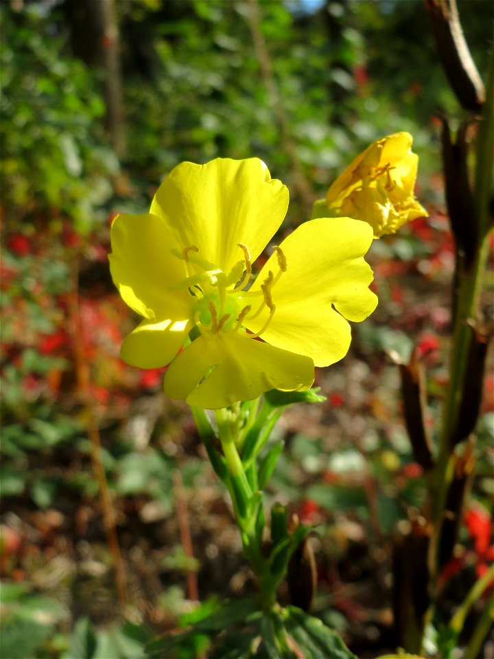 Gemeine Nachtkerze (Oenothera biennis) - invasiv im Schwetzinger Hardt - an der Bahnstrecke Mannheim-Karlsruhe findet sich ein kleines Sandmagerrasen-Biotop mit typischer Binnendünen-Vegetation
