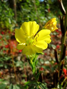 Gemeine Nachtkerze (Oenothera biennis) - invasiv im Schwetzinger Hardt - an der Bahnstrecke Mannheim-Karlsruhe findet sich ein kleines Sandmagerrasen-Biotop mit typischer Binnendünen-Vegetation