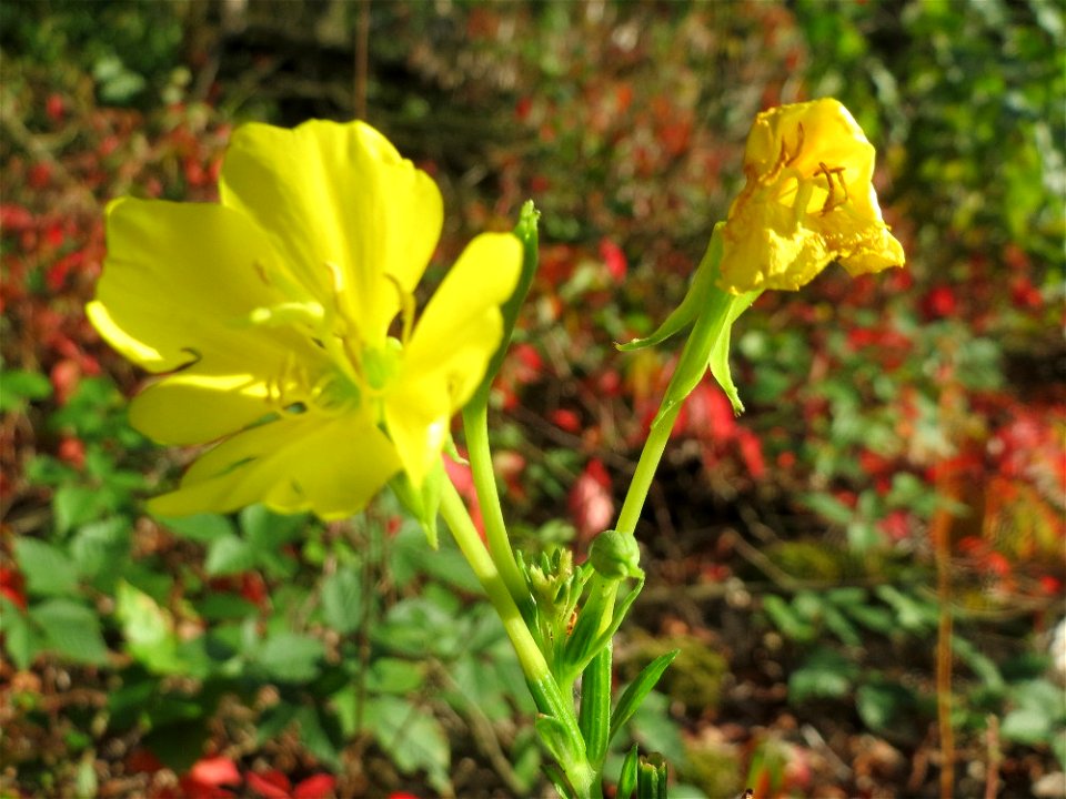 Gemeine Nachtkerze (Oenothera biennis) - invasiv im Schwetzinger Hardt - an der Bahnstrecke Mannheim-Karlsruhe findet sich ein kleines Sandmagerrasen-Biotop mit typischer Binnendünen-Vegetation