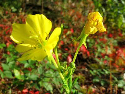 Gemeine Nachtkerze (Oenothera biennis) - invasiv im Schwetzinger Hardt - an der Bahnstrecke Mannheim-Karlsruhe findet sich ein kleines Sandmagerrasen-Biotop mit typischer Binnendünen-Vegetation