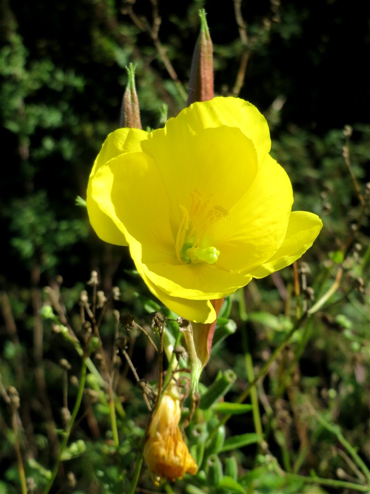 Gemeine Nachtkerze (Oenothera biennis) bei Neulußheim (Gemarkung Altlußheim)