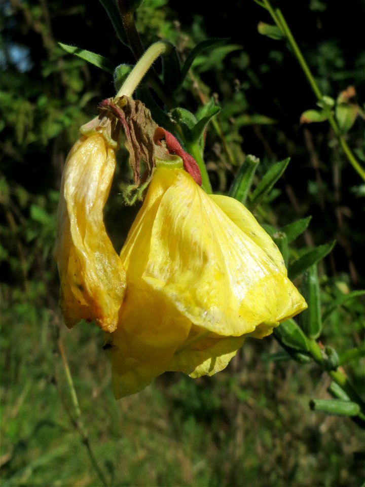 Gemeine Nachtkerze (Oenothera biennis) bei Neulußheim (Gemarkung Altlußheim)
