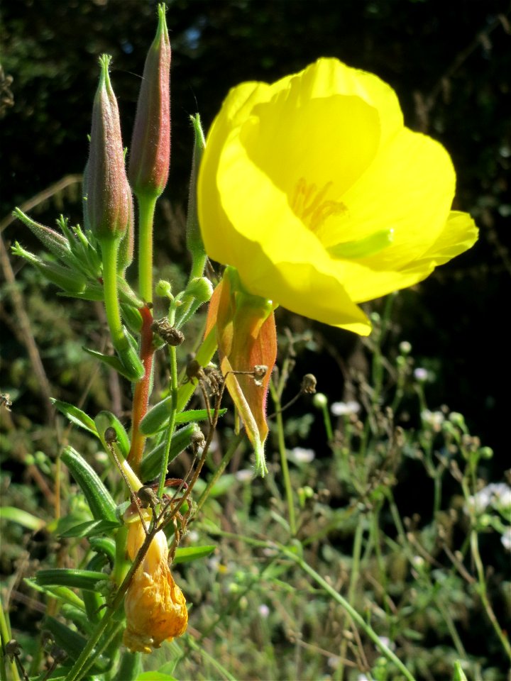 Gemeine Nachtkerze (Oenothera biennis) bei Neulußheim (Gemarkung Altlußheim)