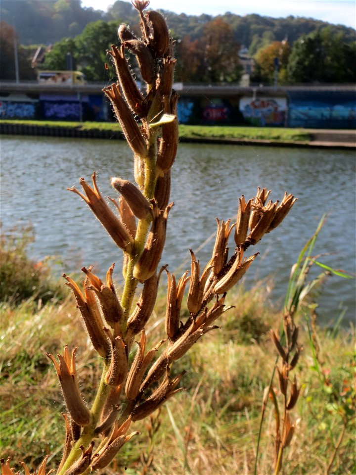 Gemeine Nachtkerze (Oenothera biennis) an der Saar in Saarbrücken