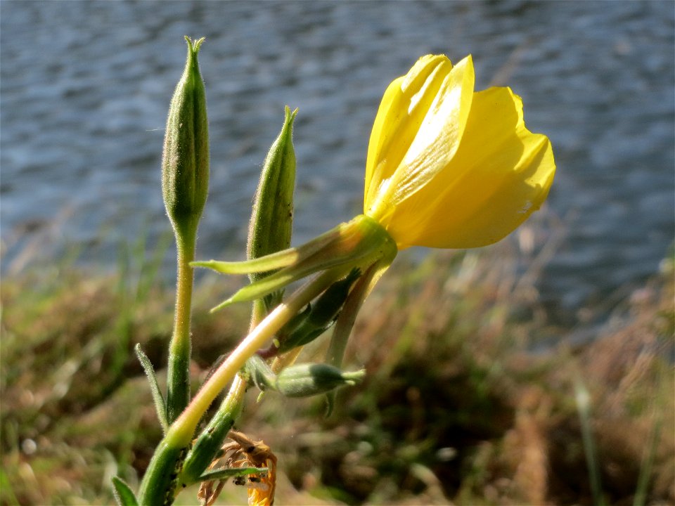 Gemeine Nachtkerze (Oenothera biennis) an der Saar in Saarbrücken