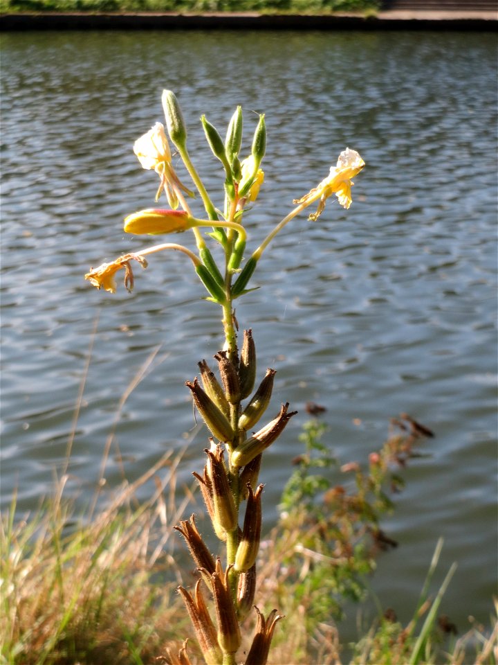Gemeine Nachtkerze (Oenothera biennis) an der Saar in Saarbrücken