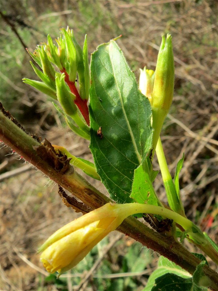 Gemeine Nachtkerze (Oenothera biennis) auf einem Sandhügel bei Hockenheim (Gemarkung Reilingen)