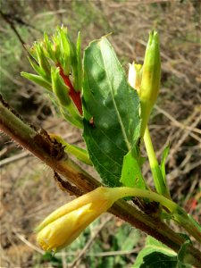 Gemeine Nachtkerze (Oenothera biennis) auf einem Sandhügel bei Hockenheim (Gemarkung Reilingen)