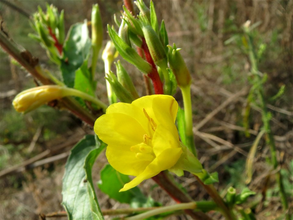 Gemeine Nachtkerze (Oenothera biennis) auf einem Sandhügel bei Hockenheim (Gemarkung Reilingen)