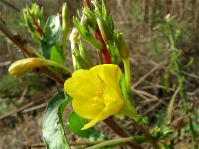 Gemeine Nachtkerze (Oenothera biennis) auf einem Sandhügel bei Hockenheim (Gemarkung Reilingen)