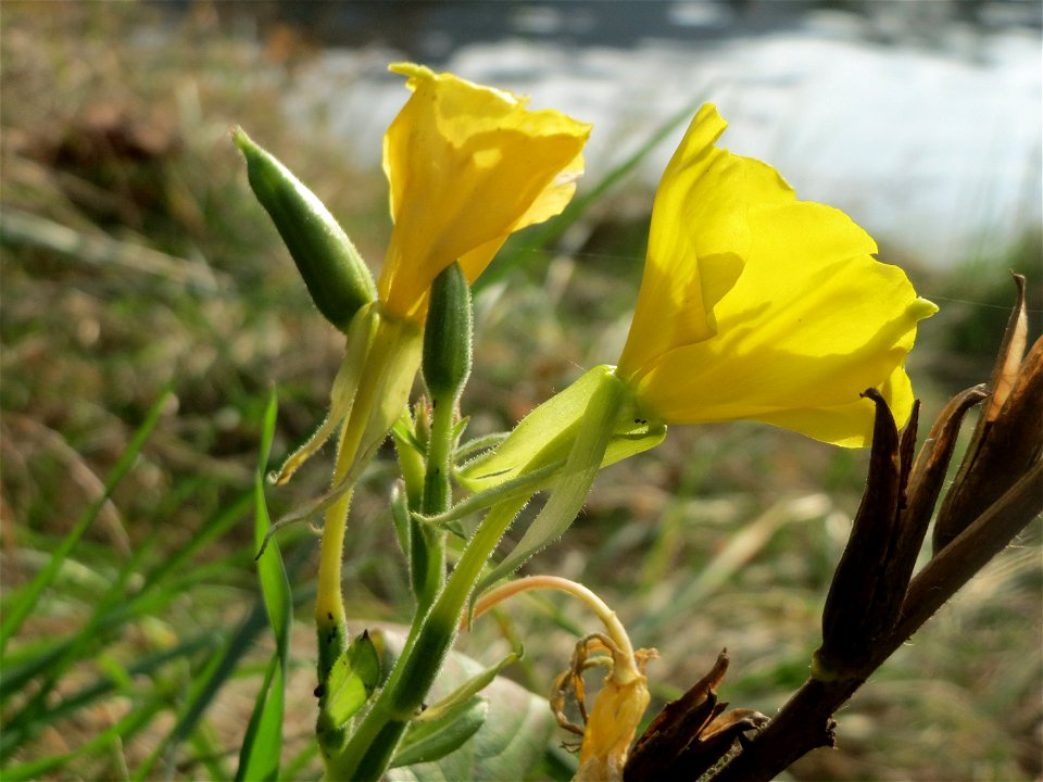 Gemeine Nachtkerze (Oenothera biennis) an der Saar in Saarbrücken