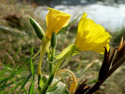 Gemeine Nachtkerze (Oenothera biennis) an der Saar in Saarbrücken