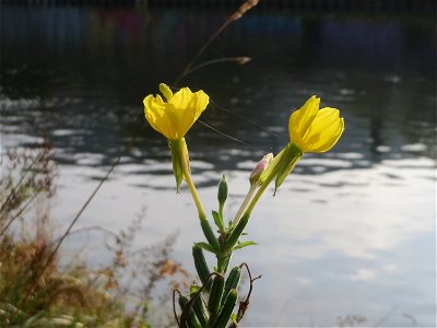 Gemeine Nachtkerze (Oenothera biennis) an der Saar in Saarbrücken