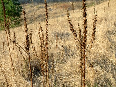 Mumienbotanik: Gemeine Nachtkerze (Oenothera biennis) - invasiv an der Düne der ehem. Ostkurve im Schwetzinger Hardt