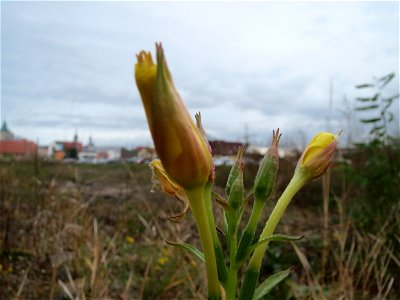 Gemeine Nachtkerze (Oenothera biennis) an einer Ruderal-Stelle am Messplatz in Hockenheim