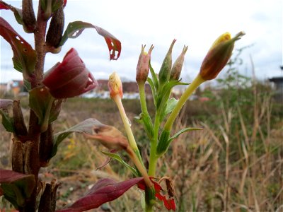 Gemeine Nachtkerze (Oenothera biennis) an einer Ruderal-Stelle am Messplatz in Hockenheim