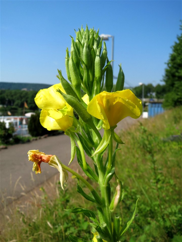 Gemeine Nachtkerze (Oenothera biennis) am Osthafen in Saarbrücken