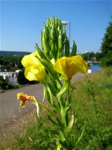 Gemeine Nachtkerze (Oenothera biennis) am Osthafen in Saarbrücken