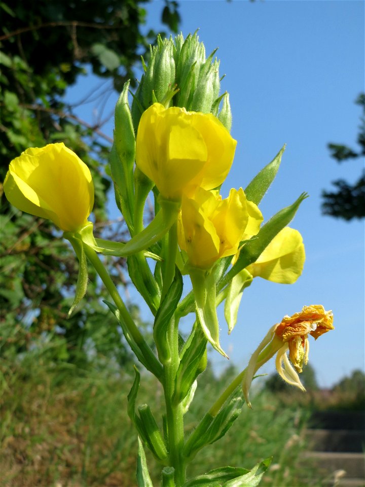 Gemeine Nachtkerze (Oenothera biennis) am Osthafen in Saarbrücken