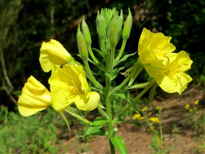 Gemeine Nachtkerze (Oenothera biennis) am Hockenheimer Baggersee in der Schwetzinger Hardt