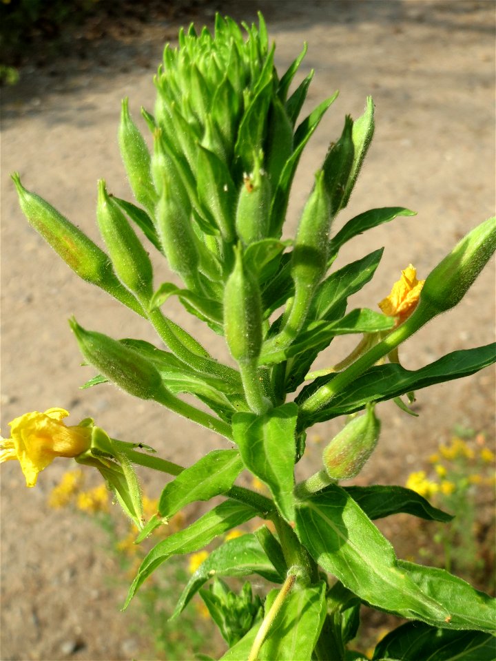 Gemeine Nachtkerze (Oenothera biennis) am Hockenheimer Baggersee in der Schwetzinger Hardt