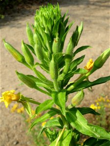 Gemeine Nachtkerze (Oenothera biennis) am Hockenheimer Baggersee in der Schwetzinger Hardt