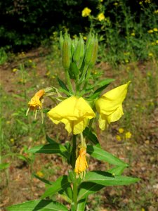 Gemeine Nachtkerze (Oenothera biennis) am Hockenheimer Baggersee in der Schwetzinger Hardt