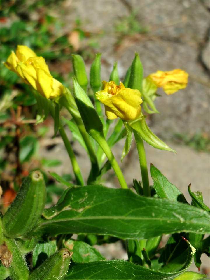 Ritzenbotanik: Gemeine Nachtkerze (Oenothera biennis) in Saarbrücken