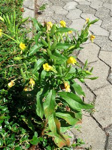 Ritzenbotanik: Gemeine Nachtkerze (Oenothera biennis) in Saarbrücken