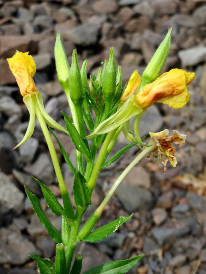 Gemeine Nachtkerze (Oenothera biennis) am Bahnhof Bruchmühlbach-Miesau
