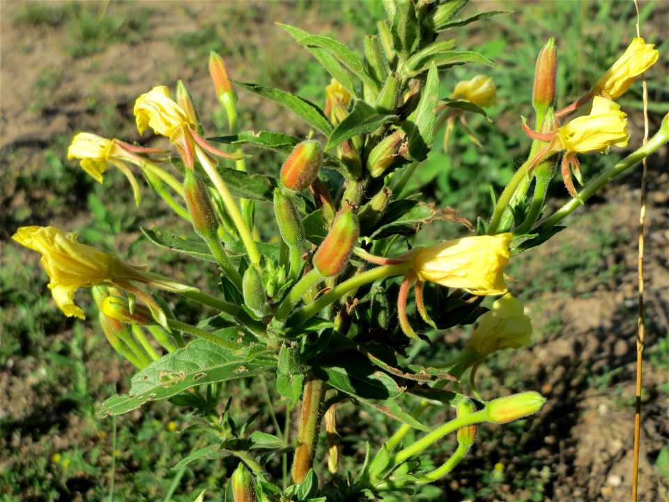Gemeine Nachtkerze (Oenothera biennis) auf einer Brachfläche am Messplatz in Hockenheim