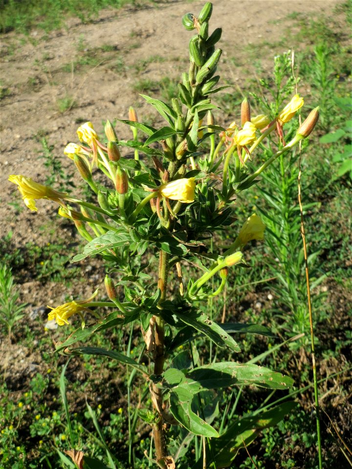 Gemeine Nachtkerze (Oenothera biennis) auf einer Brachfläche am Messplatz in Hockenheim
