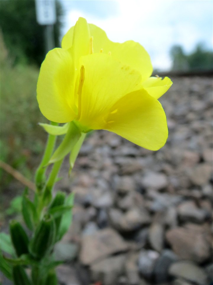 Gemeine Nachtkerze (Oenothera biennis) am Bahnhof Bruchmühlbach-Miesau
