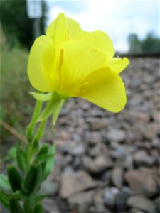 Gemeine Nachtkerze (Oenothera biennis) am Bahnhof Bruchmühlbach-Miesau