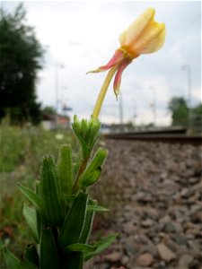 Gemeine Nachtkerze (Oenothera biennis) am Bahnhof Bruchmühlbach-Miesau