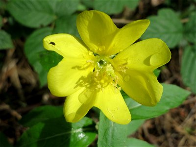 Gemeine Nachtkerze (Oenothera biennis) am Reilinger See