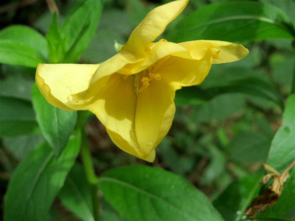 Gemeine Nachtkerze (Oenothera biennis) am Reilinger See