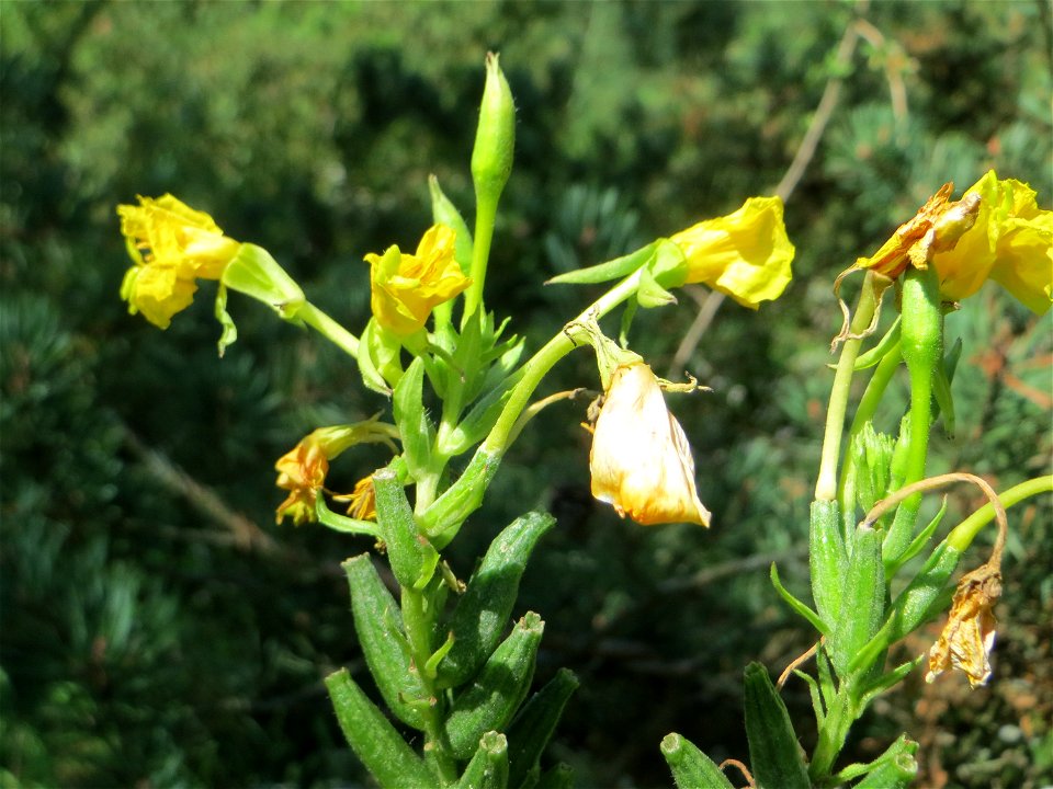 Gemeine Nachtkerze (Oenothera biennis) an der A61 bei Hockenheim