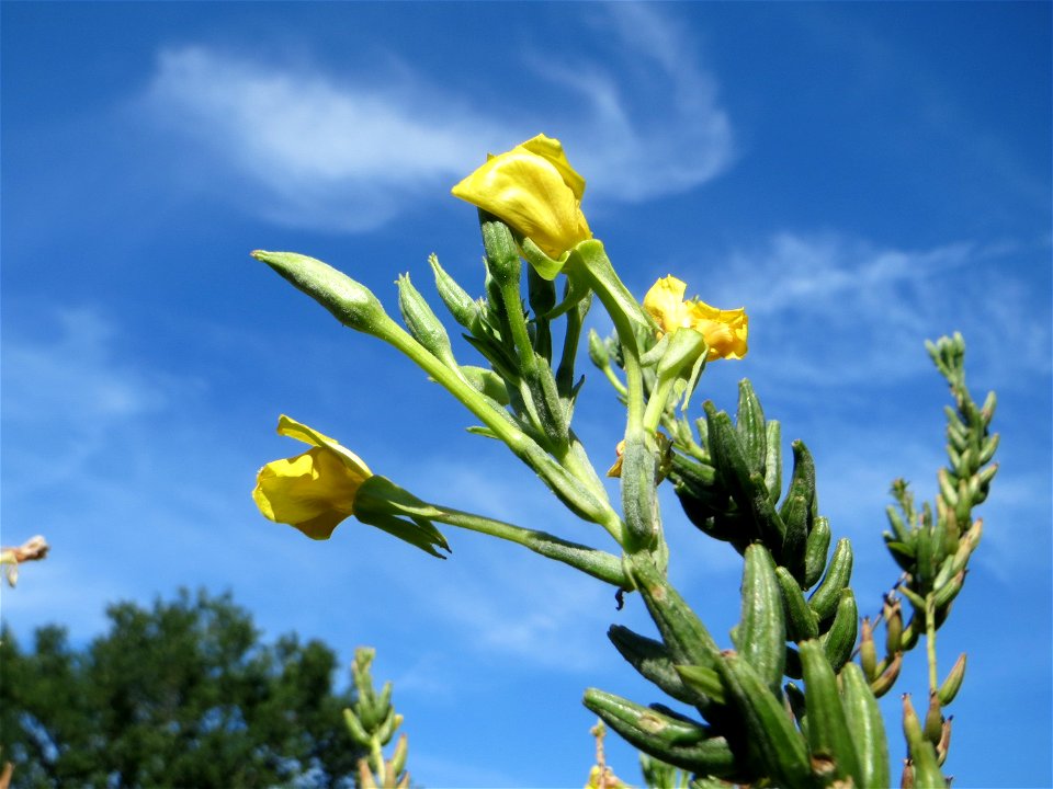 Gemeine Nachtkerze (Oenothera biennis) im Landschaftsschutzgebiet „Oftersheimer Dünen“