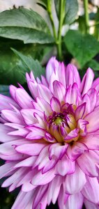 Close up garden out doors