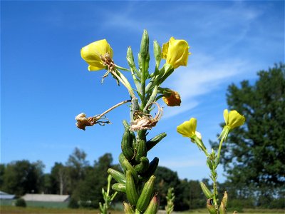 Gemeine Nachtkerze (Oenothera biennis) im Landschaftsschutzgebiet „Oftersheimer Dünen“