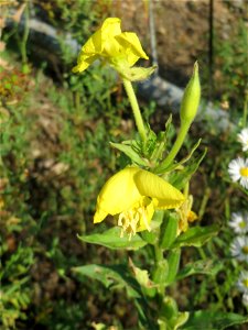 Gemeine Nachtkerze (Oenothera biennis) an einer ehem. Sandgrube in Hockenheim-Talhaus