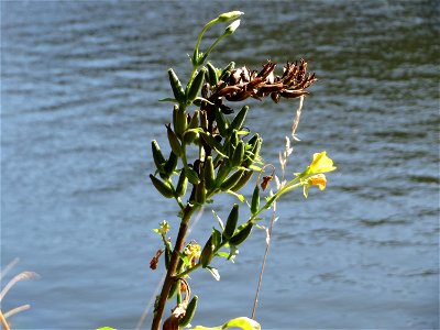 Gemeine Nachtkerze (Oenothera biennis) an der Saar in Saarbrücken - eingeschleppt aus Nordamerika