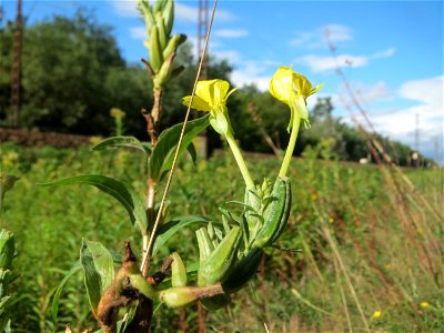 Gemeine Nachtkerze (Oenothera biennis) an einem Randstreifen der Rheinbahn in der Schwetzinger Hardt mit binnendünenartiger Vegetation - eingeschleppt aus Nordamerika