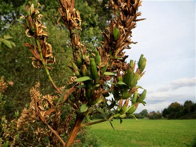Gemeine Nachtkerze (Oenothera biennis) im Naturschutzgebiet „Alter Bahndamm“ im Hockenheimer Rheinbogen