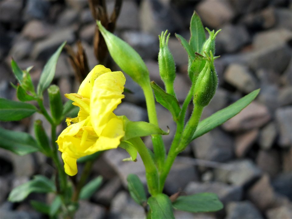 Gemeine Nachtkerze (Oenothera biennis) am Bahnhof Bruchmühlbach-Miesau